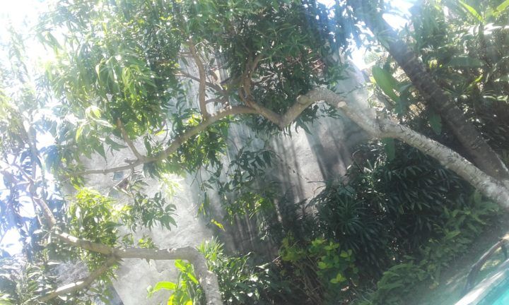 It's hard to see among the mango leaves...