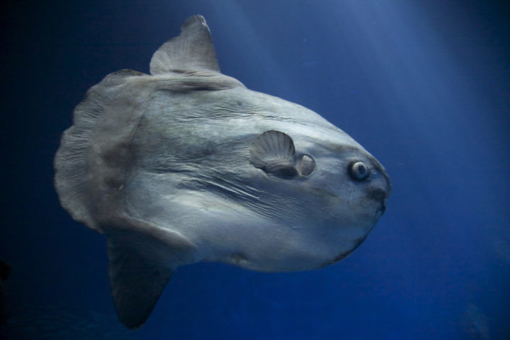 Giant mola mola fish