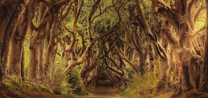 The Dark Hedges, an avenue of tangled trees in Ireland often used as stand-ins for the King's Road