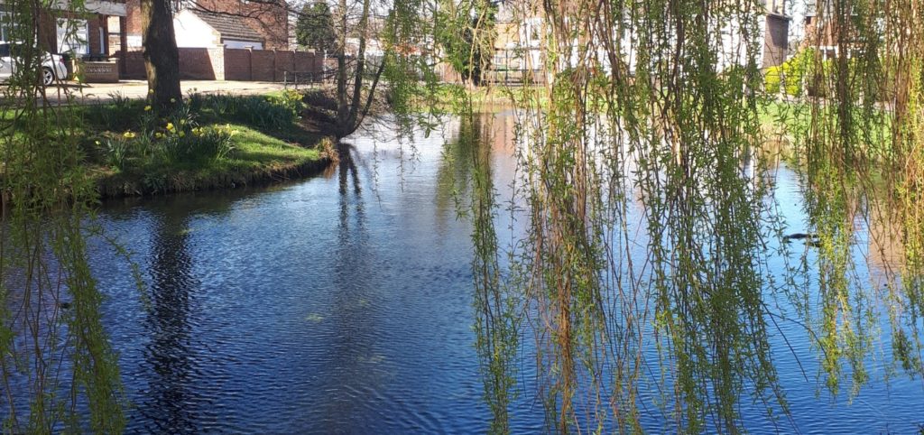 willow leaves over a pond, somewhere near where we live